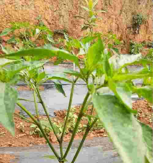 探秘朝天椒开花结果周期（从种植到丰收）