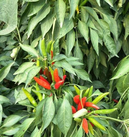 朝天椒最佳播种时间剖析（何时种植朝天椒最好？学会科学栽培技巧）