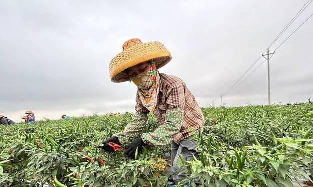 朝天椒的采摘时间及方法（几月份采摘最佳）