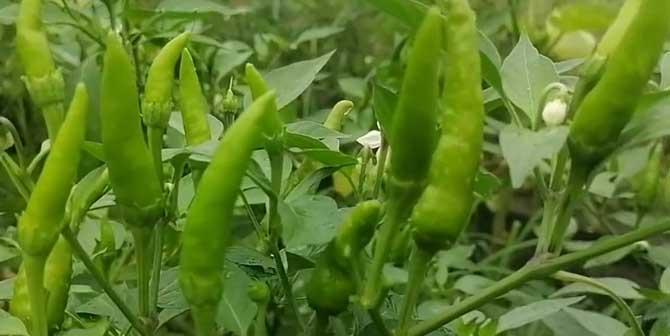 探秘朝天椒的生命周期（一年生还是多年生）