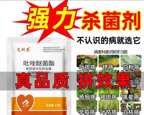 探究朝天椒炭疽病的发病原因及治疗方法（从病原体）