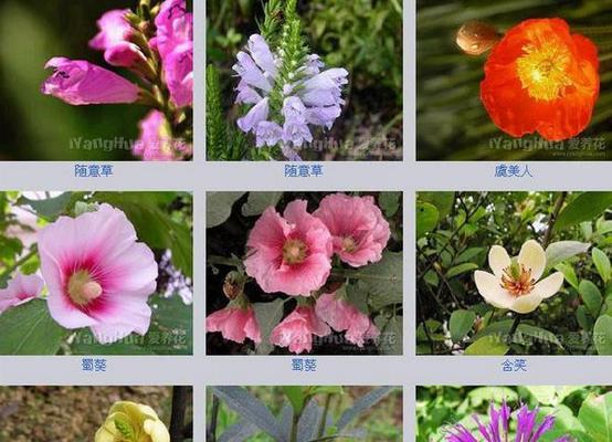 朝天椒喜阳还是喜阴（探究朝天椒的光照需求与栽培技巧）