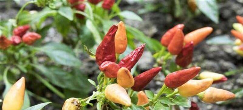 朝天椒肥料选择指南（科学施肥）