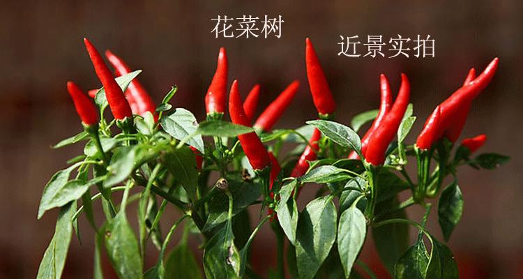 从种子开始，种出自己的朝天椒（如何正确留种子）
