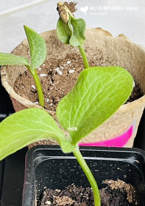 《探究朝天椒种子发芽时间》（观察朝天椒种子发芽过程）