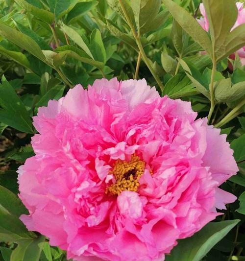 揭秘朝鲜国花-牡丹花（朝鲜文化瑰宝）
