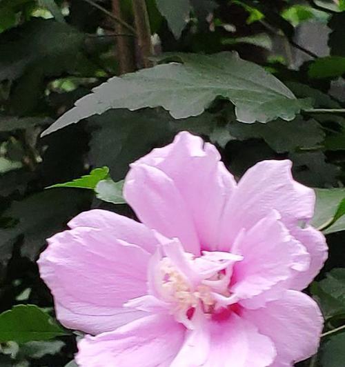 揭秘朝鲜国花-牡丹花（朝鲜文化瑰宝）