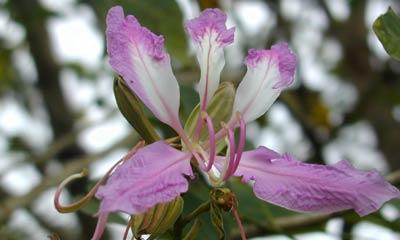探秘潮州市花（潮州市花的种类及文化内涵）