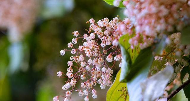 探秘潮州市花（潮州市花的种类及文化内涵）
