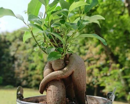 车间中适合种植的植物（打造舒适）