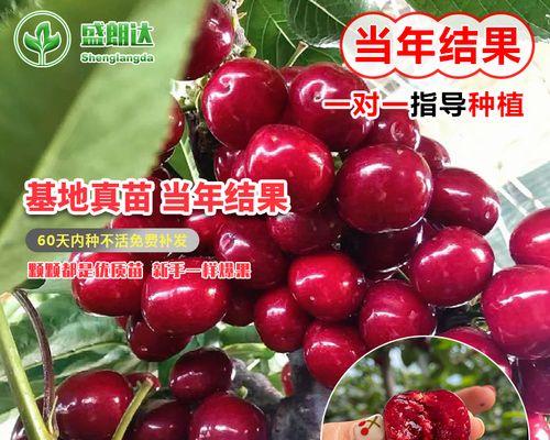 车厘子北方种植现状及前景展望（以生长适应性及市场需求为考虑因素探讨车厘子在北方的种植前景）