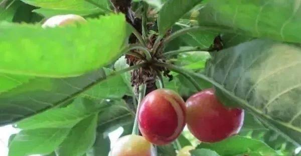 车厘子籽是否能种植（车厘子的种植方法和注意事项）