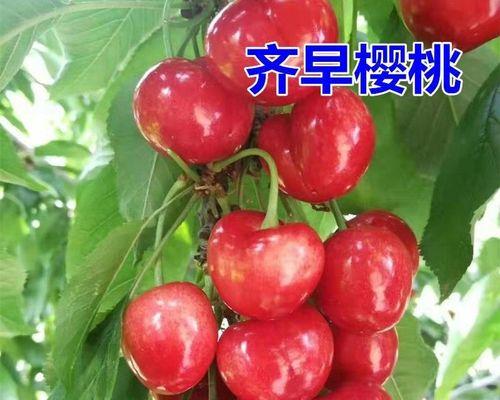 车厘子品种大比拼，你知道哪个最好吗（深入分析不同品种的特点）