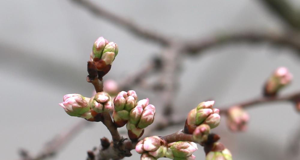 车厘子的生长周期与花果结果的关系（从开花到结果）