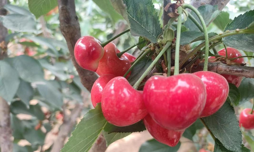 车厘子的生长周期与花果结果的关系（从开花到结果）