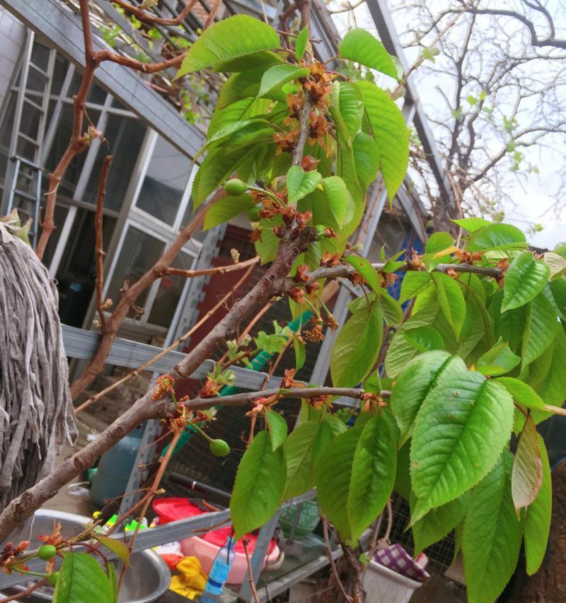 车厘子的开花时间及生长特点（车厘子的开花月份）