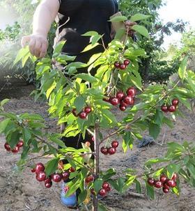 车厘子种植最佳时间剖析（掌握最佳种植时间）