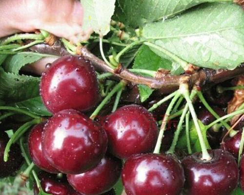 车厘子树几年结果实的种植技巧（解析车厘子树年龄与结果实的关系）