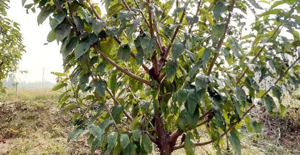 车厘子树几年结果实的种植技巧（解析车厘子树年龄与结果实的关系）