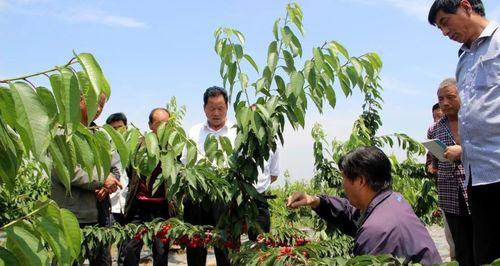车厘子树剪枝时间（最佳修剪时间及注意事项）