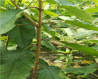 车厘子种子怎么种植（手把手教你种出美味车厘子/种植技巧和注意事项）