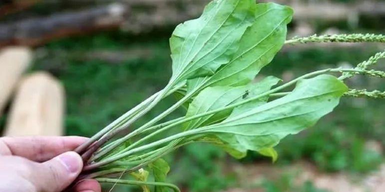 车前草的根究竟能不能吃（探索车前草根的营养价值和食用方法）