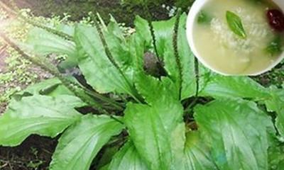 车前草的根究竟能不能吃（探索车前草根的营养价值和食用方法）