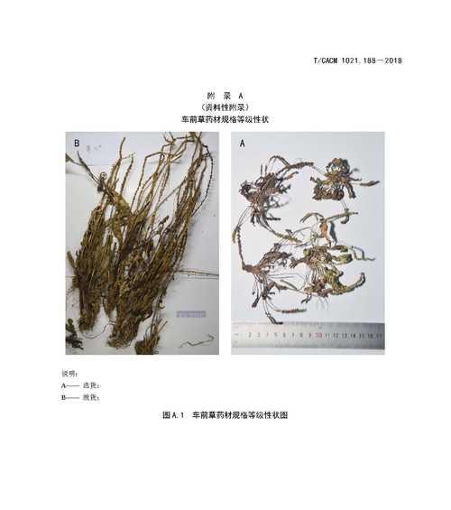 车前草喜阳还是喜阴（探寻车前草在光照）