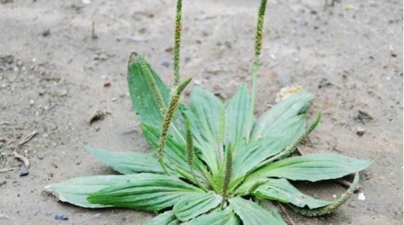车前草喜阳还是喜阴（探寻车前草在光照）