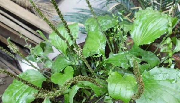 探究车前草的神奇功效（从抗炎抗菌到美容养颜）