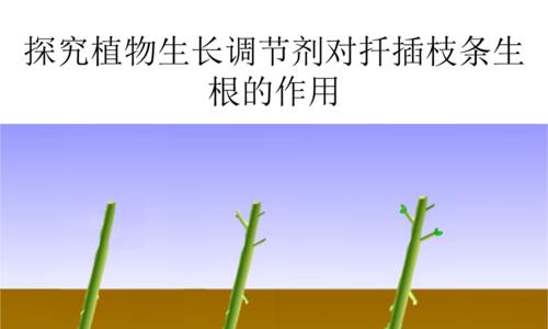 车前草如何快速发芽（探究车前草发芽的技巧和方法）