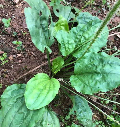 车前草——一种常见的野生草本植物（探秘车前草的形态）