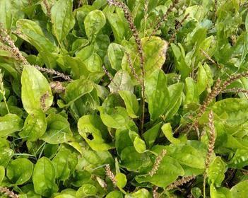 如何选择最佳种植时间来种植车前草（从气温）
