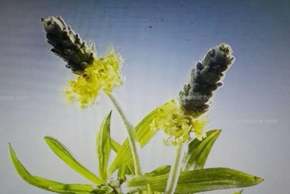 如何选择最佳种植时间来种植车前草（从气温）
