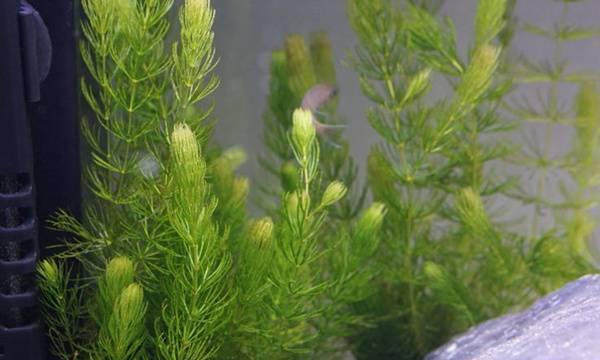 探秘沉水植物的生态奇妙世界（从生长环境到生命力探究沉水植物的神奇之旅）