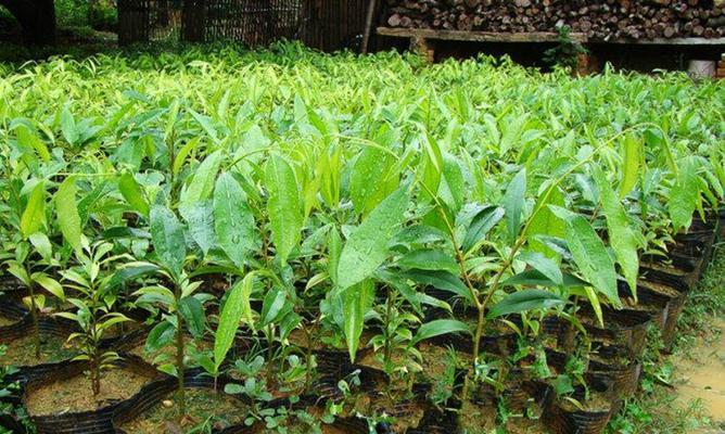 沉香的种植条件（适合什么地方种植）