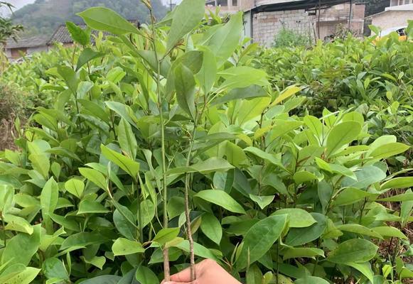 沉香的种植条件（适合什么地方种植）