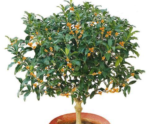 沉香桂是否四季开花的真相（探究沉香桂的花期特点与生长环境）