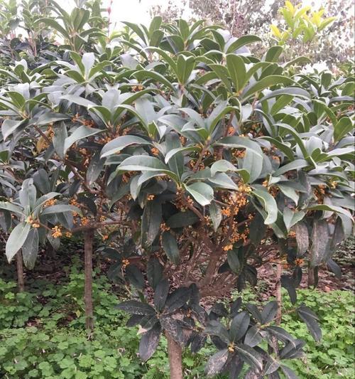 沉香桂的开花频率（了解沉香桂的花期和特点）