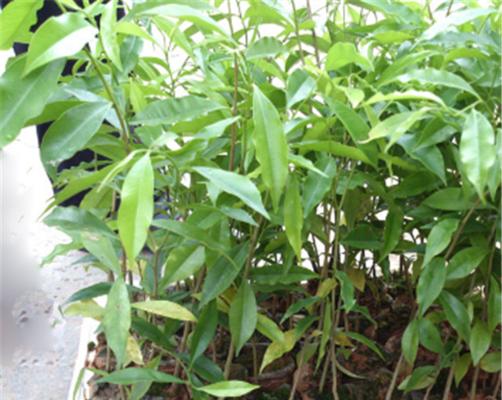 探究沉香木最佳产地（了解沉香木产地的差异及其对沉香木品质的影响）