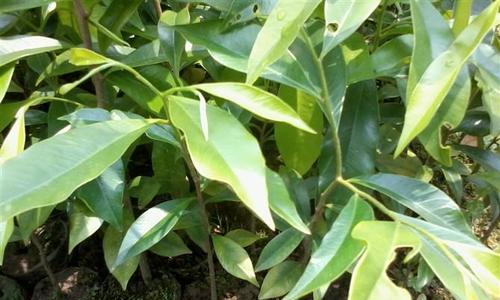 探秘沉香木生长之谜（生态环境与文化传承）