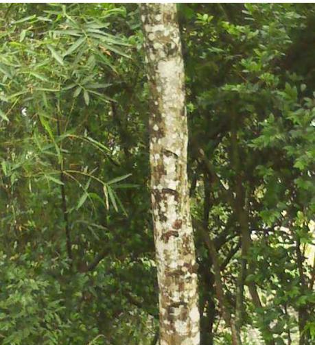 探秘沉香木（沉香木的树种及特点）