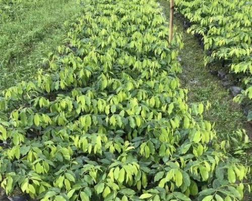 沉香木的种植环境条件（探寻沉香木成长的气候要素和适宜环境）