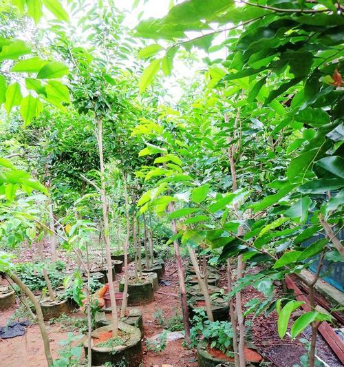 探秘沉香的生长环境条件及特点（解读沉香的神秘面纱）