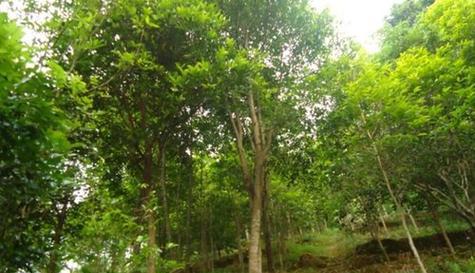 沉香树的种植要点（从环境到土壤）