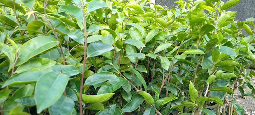 沉香树的种植要点（从环境到土壤）