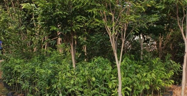 沉香树的种植要点（从环境到土壤）