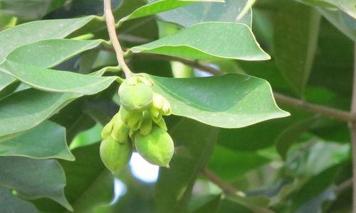 沉香树的果实年限破解（了解沉香树几年结果实）