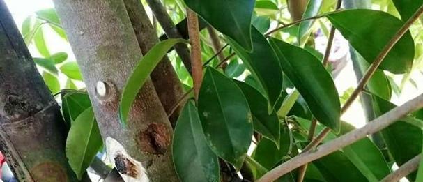 沉香树的果实年限破解（了解沉香树几年结果实）