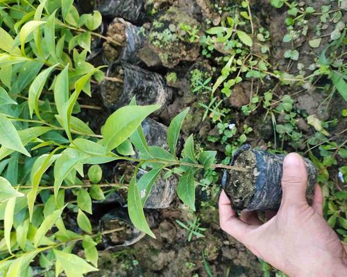 北方可种植沉香树苗吗（适宜种植地区及注意事项）